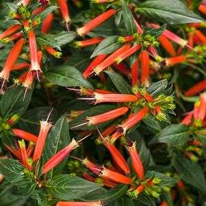 Candy Corn Plant