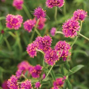 Globe Amaranth