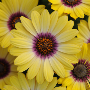 Osteospermum ecklonis 'Blue Eyed Beauty'