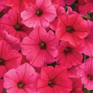 Petunia hybrida 'Supertunia Vista Paradise'