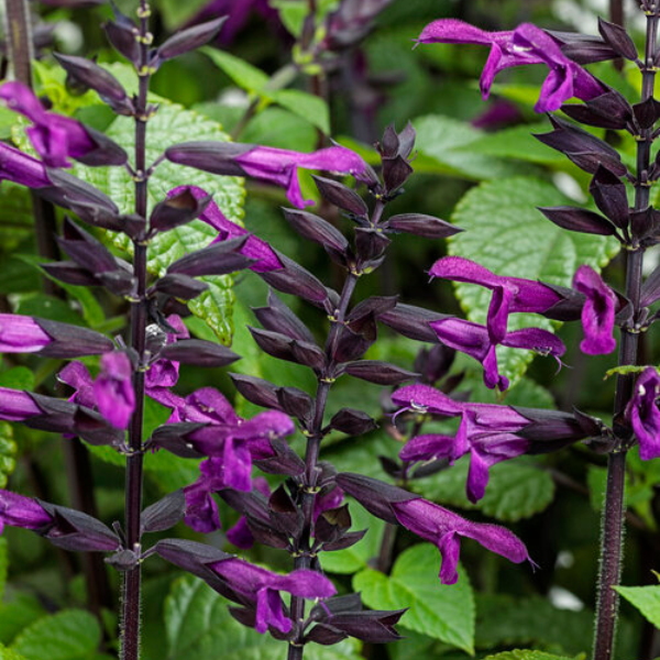 Salvia hybrida 'Rockin Deep Purple'