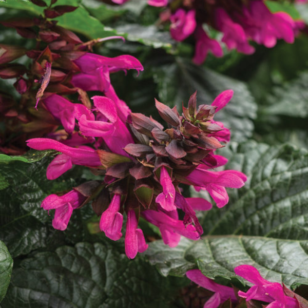 Salvia hybrida 'Rockin Fuchsia'