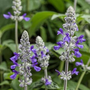 Salvia hybrida 'Rockin Playin' the Blues'