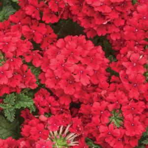 Verbena hybrida 'Superbena Red'