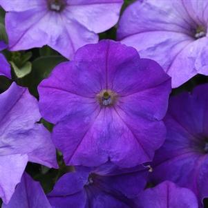 Petunia hybrida 'Easy Wave Lavender Sky Blue'