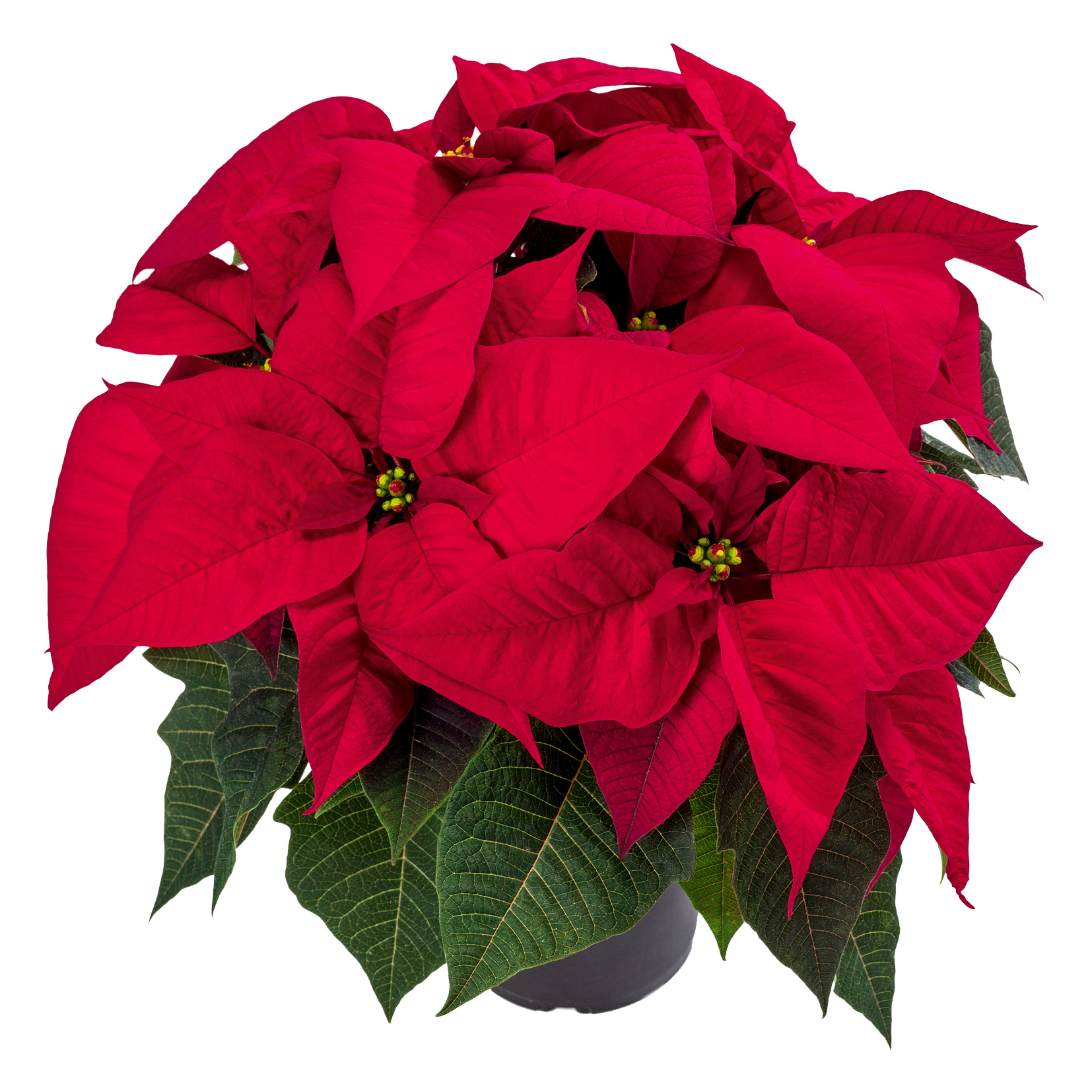 Poinsettia euphorbia pulcherrima 'Aries Red'