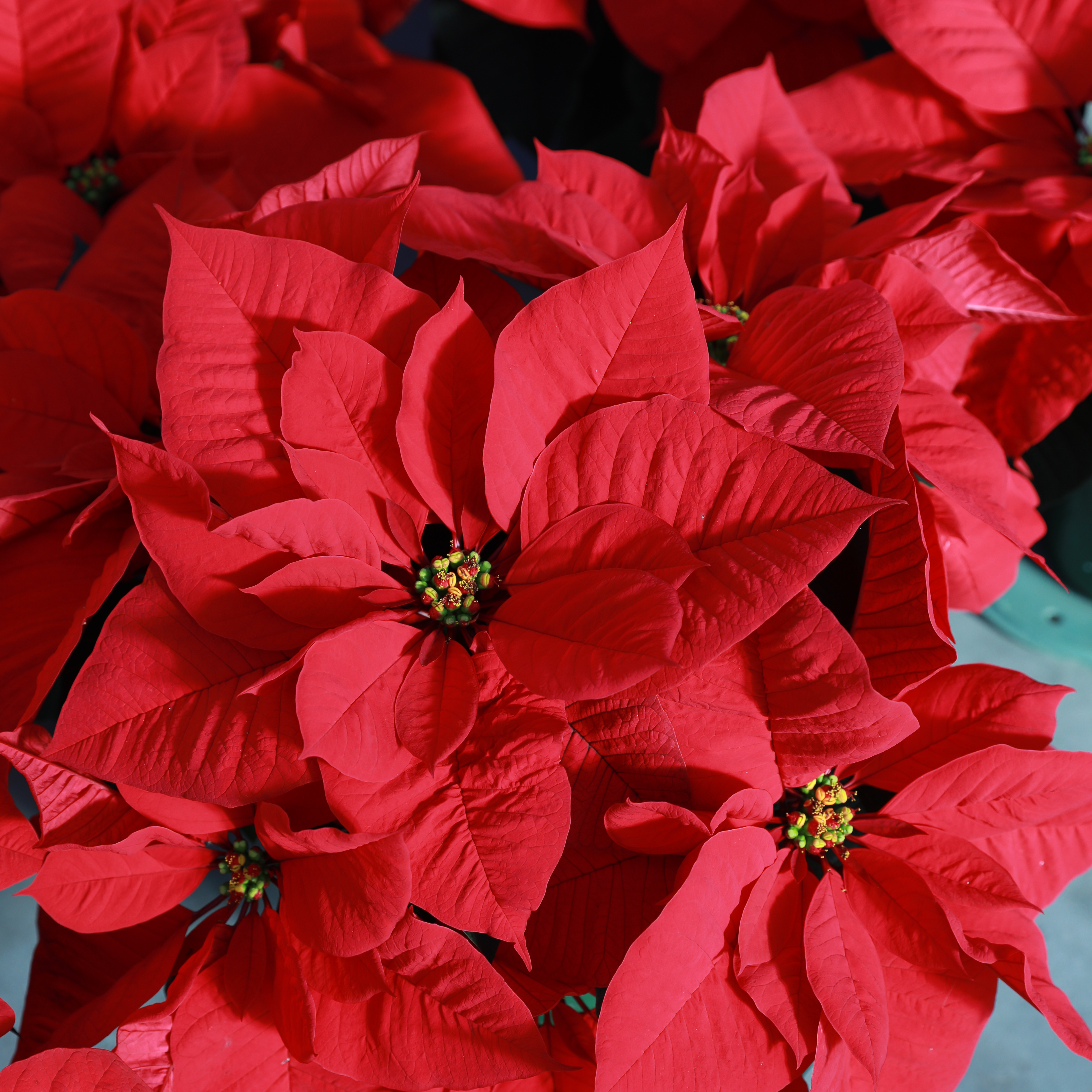 Poinsettia euphorbia pulcherrima 'Christmas Aurora Red'