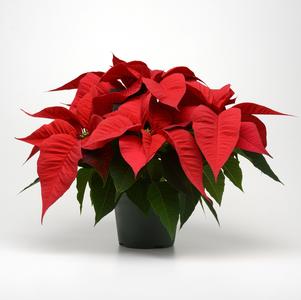 Poinsettia euphorbia pulcherrima 'Christmas Spirit Red'