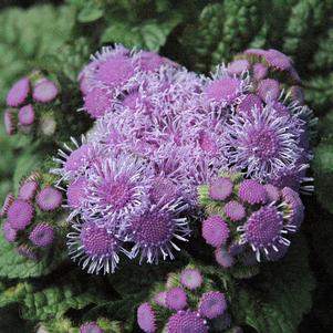 Ageratum houstonianum 'Aloha Blue'