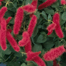 Acalphya pendula 'Chenille Firetail'