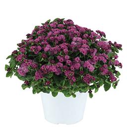 Ageratum houstonianum 'Aguilera Dark Pink'