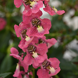 Angelonia angustifolia 'Archangel Coral'