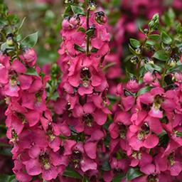 Angelonia angustifolia 'Serenita Rose'