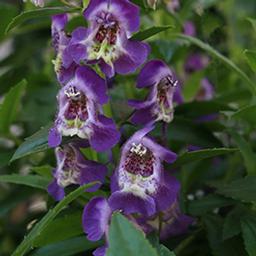 Angelonia augustifolia 'Aria Blue'