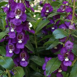 Angelonia augustifolia 'Aria Purple'