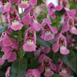 Angelonia augustifolia 'Aria Soft Pink'