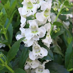 Angelonia augustifolia 'Aria White'