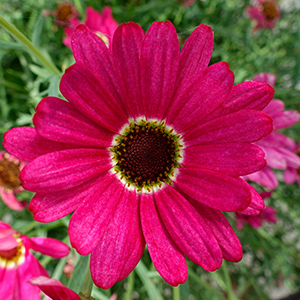 Argyranthemum frutescens 'Grandaisy Dark Pink'