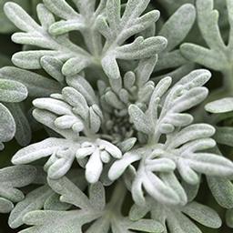Artemisia ludovicianai 'Fancifillers Sea Salt'