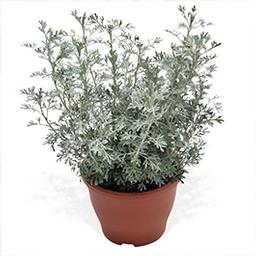 Artemisia ludovicianai 'Parfum d Ethiopia'