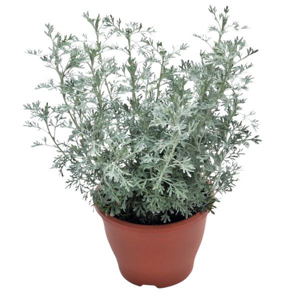 Artemisia ludovicianai 'Parfum d Ethiopia'