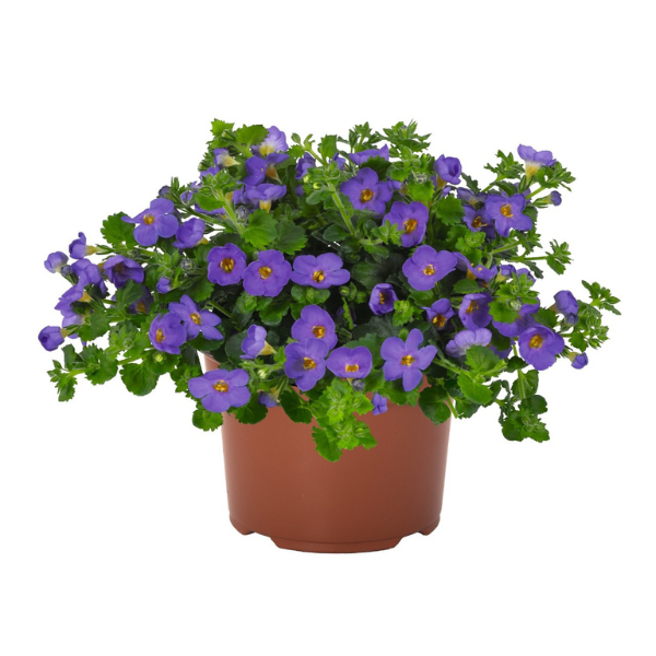 Bacopa suerta cordata 'Bahia Blue Sand'