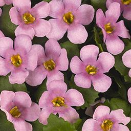 Bacopa suerta cordata 'Bahia Pink Halo'