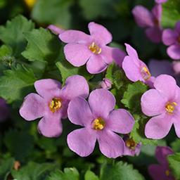 Bacopa suerta cordata 'Bahia Pink Sand'