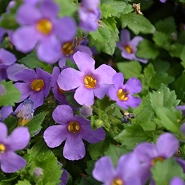 Bacopa suerta cordata 'Bahia Purple Sand'