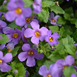 Bacopa suerta cordata 'Bahia Purple Sand'