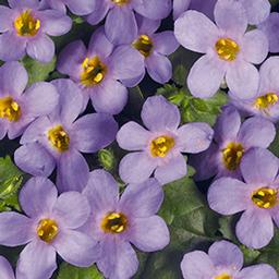 Bacopa suerta cordata 'Bahia Sky Blue'