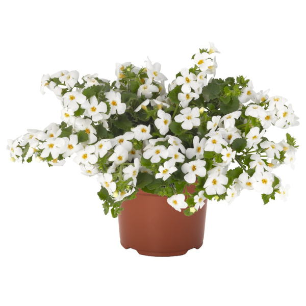 Bacopa suerta cordata 'Bahia White'