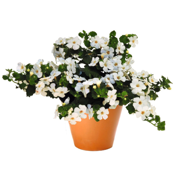 Bacopa suerta cordata 'Bahia White Night'