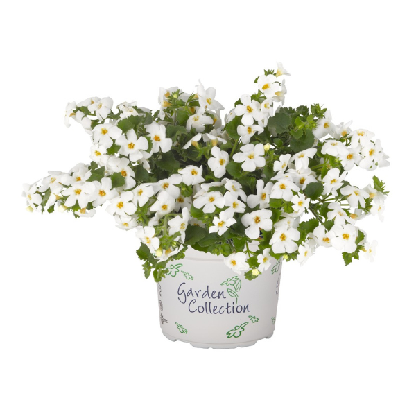 Bacopa suerta cordata 'Bahia White Sand'