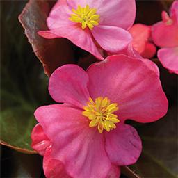 Wax Begonias