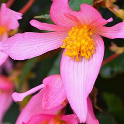 Begonia boliviensis 'Shine Bright Pink'