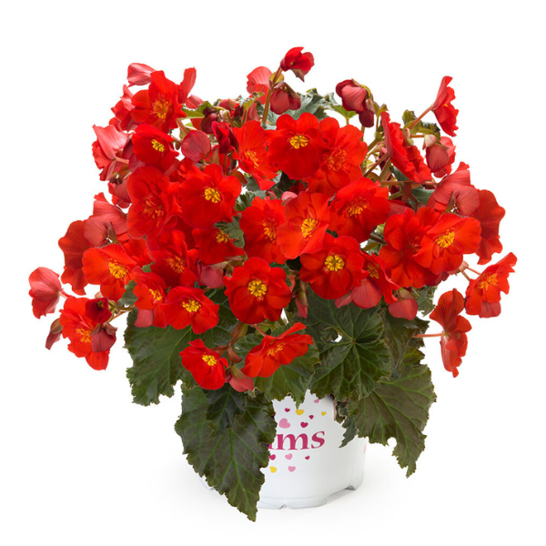 Begonia hiemalis 'Macarouge'