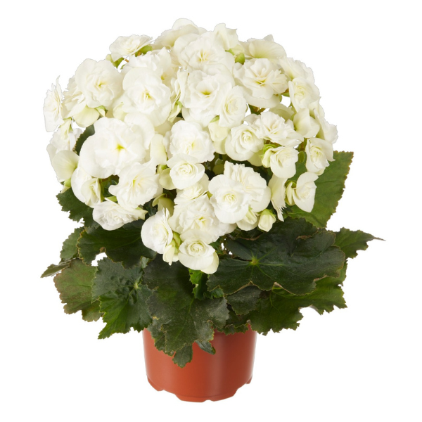 Begonia hiemalis 'Move2 Joy White'