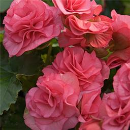 Begonia elatior 'Solenia Dusty Rose'