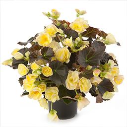Begonia elatior 'Solenia Light Yellow Imp'