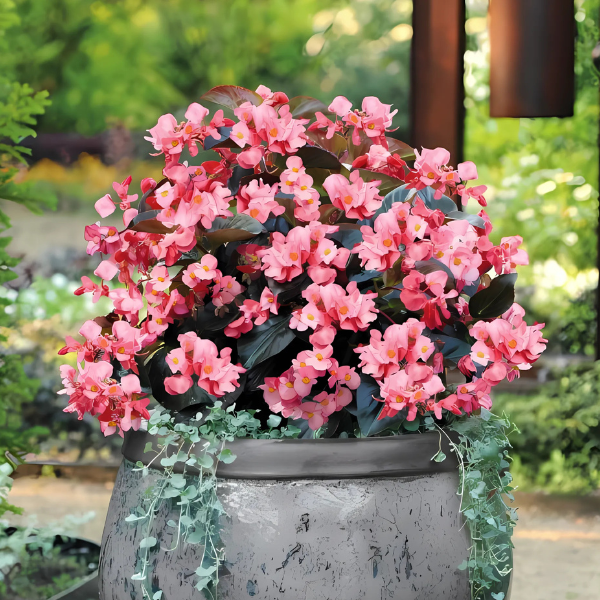 Begonia benariensis 'Big Bronze Leaf Pink'