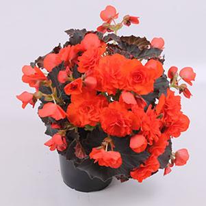 Begonia hiemalis 'Deep Orange Imp'