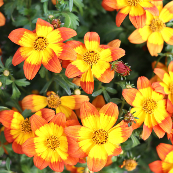 Bidens ferulifolia 'Bidy Boom Wildfire'