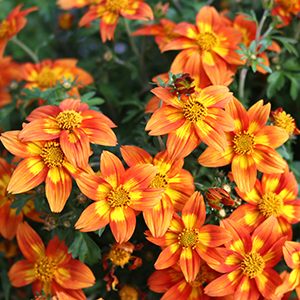 Bidens ferulifolia 'Bidy Bop Blaze'