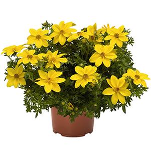 Bidens ferulifolia 'Bidy Gonzales Big'