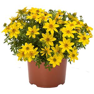 Bidens ferulifolia 'Bidy Gonzales Trailing'