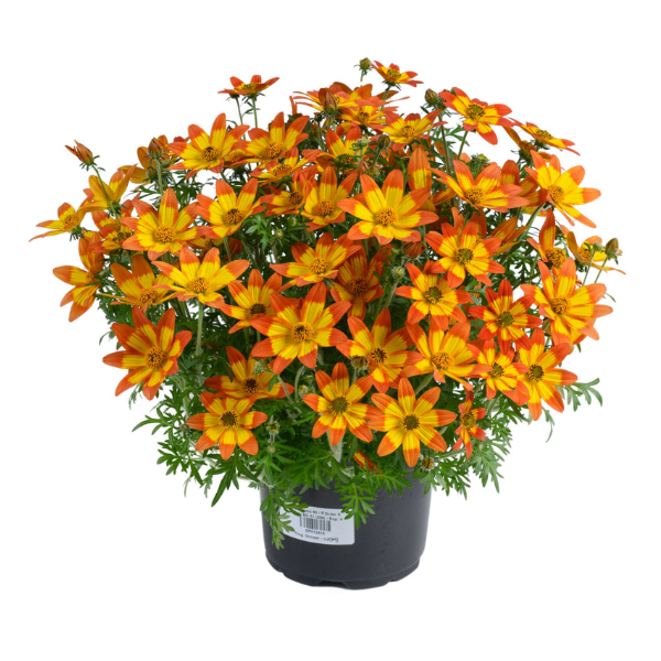 Bidens ferulifolia 'Blazing Embers'