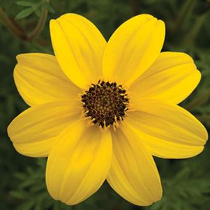 Bidens ferulifolia 'Mexican Gold Jumbo'