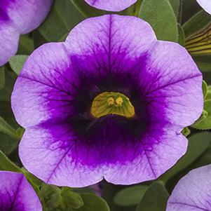 Calibrachoa hybrida 'Callie Eclipse Lavender'