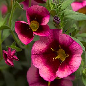 Calibrachoa hybrida 'Callie Eclipse Strawberry'